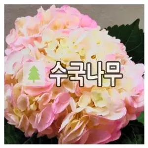수국나무 묘목 무늬수국 로엔 포트묘