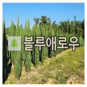 블루애로우나무 묘목 삽목2년 포트묘 6개