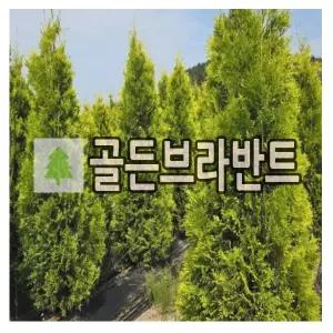 서양측백나무 묘목 골든브라반트 삽목3년 포트묘
