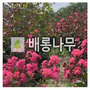 배롱나무 묘목 핑크벨루어 개화주 120cm 개화주 다간형