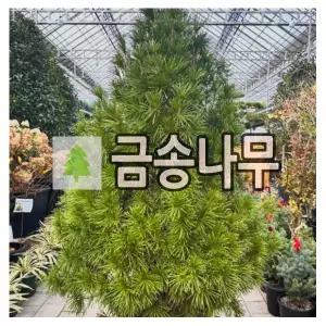 금송나무 묘목 80cm내외 포트묘
