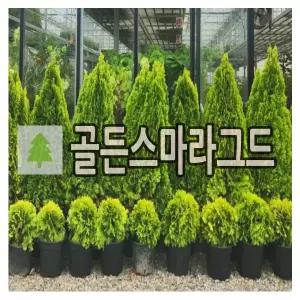 측백나무 묘목 골든스마라그드 70cm내외 화분