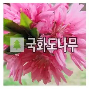 국화도나무 묘목 접목1년 포트묘 2개