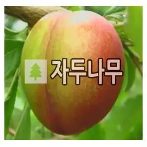 자두나무 묘목 왕자두 4년생 결실주