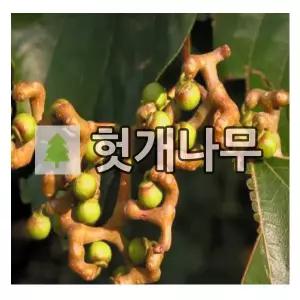헛개나무 묘목 지구자 연결포트 10개