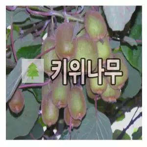 키위나무 묘목 그린키위 헤이워드 접목1년 포트묘