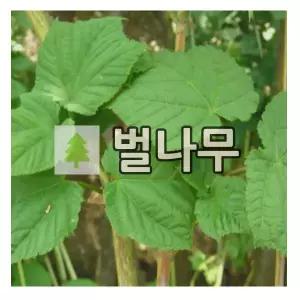 벌나무 묘목 산청목 6년생 개화주
