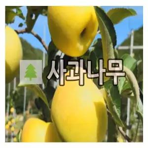 사과나무 묘목 시나노골드 황금사과 R2cm