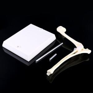 2025 New Dog Canine Elbow Joint 모델 수의학 교육 연구 동물 디스플레이 선물