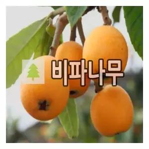 비파나무 묘목 실생5년 포트묘