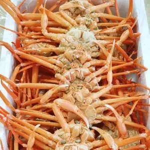 포항 구룡포 자숙 홍게/대게 일반형 8-11마리 당일조업