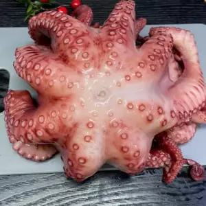 하니C 자숙문어 1kg 돌문어 문어 삶은문어 냉동문어 빠른배송