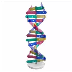 입체 DNA 모형 만들기 유전자 탐구활동 염색체 분자구조 이중나선 생명과학 (1인용)