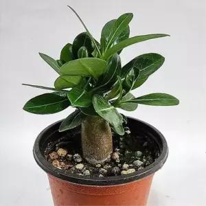 석화식물 사막의장미 미니바오밥나무 15cm 공기정화