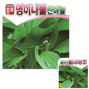 파인테라 산채 나물 씨앗 종자 50립 종묘 씨 모종 산마늘 명이