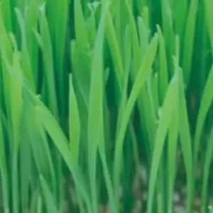 야채 키우기 새싹 30g 종자 밀 새싹전용 씨앗 채소씨 채소