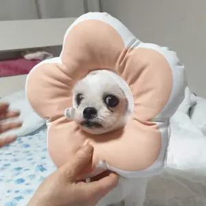[HD4] 꽃피는 강아지 고양이 쿠션 넥카라 핑크 M 깔대기 목
