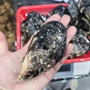 자연산 섭 1kg(6-8미)
