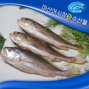 반찬용 침조기 3마리 25cm 반건조 황민어 구이 찜용 맛있는 말린 생선