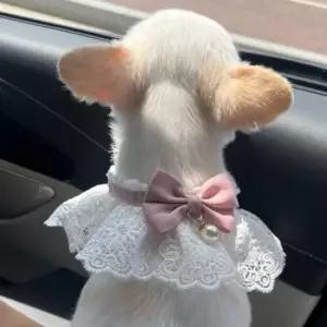 강아지 레이스 스카프 강아지스카프 케이프 핑크 S