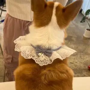 강아지 레이스 강아지스카프 스카프 케이프 강아지케이프 블루 M