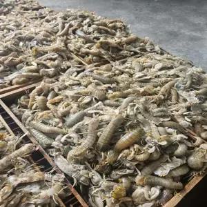 군산 활 갯가재 500g 바닷가재 랍스터테일 크레이피쉬 자숙랍스터 랍스타테일 냉동랍스터 y-C436B