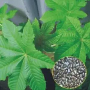 꽃씨 아주까리씨앗 피마자꽃씨 500g 피마자 500g아주까리종자