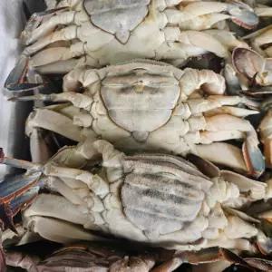 냉동 가을 간장게장용 암꽃게 급냉 신진도 숫꽃게 1kg 3-5미