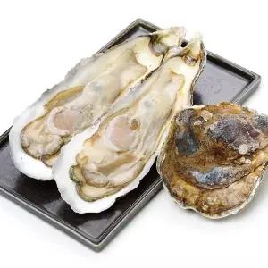 사계절 석화 특대 삼배체굴 대왕굴 4kg