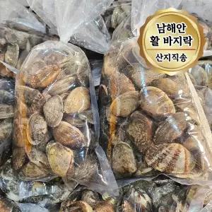 당일조업 남해안 활 바지락 대사이즈 2kg (1kg 당 65~80미)
