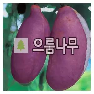 으름나무 묘목 홍화으름 삽목2년 포트묘 3개