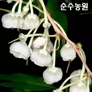 은방울꽃나무 묘목, 제노비아 6치포트 1개/꽃나무/목본류 희귀식물