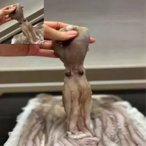 낙지 1kg 수입냉동낙지 냉동수산물 식당용식자재 냉동낙지