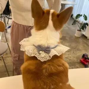강아지 레이스 스카프 케이프 블루 M