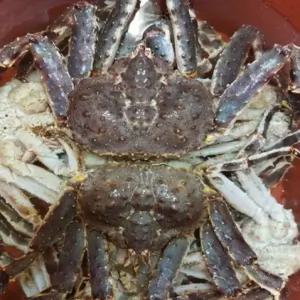 오티에이전시 러시아 레드 자숙킹크랩 4kg 자숙 전 중량)
