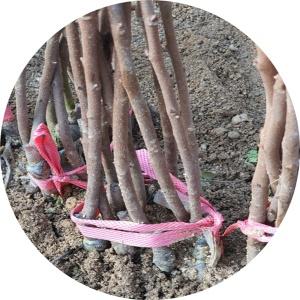 감나무/Diospyros kaki Thunb/단감/곳/특묘/묘목/대봉/차량/부유/둥시/태추/조추/유실수/대량구입파격내고