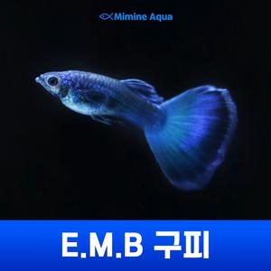 EMB (일렉트릭 모스크 블루) 구피 5+1 마리