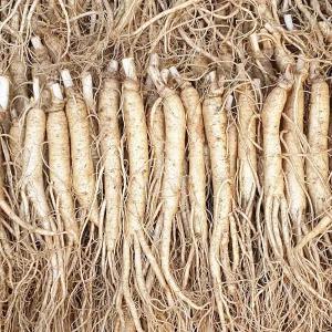 풍기인삼 수삼 정품원수삼 750g (30-40뿌리) 삼계탕용 인삼튀김용