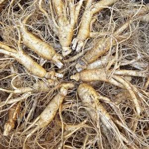 풍기인삼 수삼 난발삼 750g (10-11뿌리) 6년근 인삼