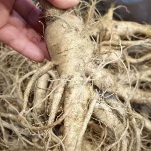 풍기인삼 수삼 난발삼 750g (6-8뿌리) 6년근 인삼