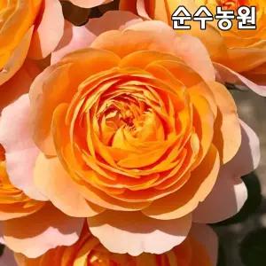 장미특선 땅장미 묘목, 스탠다드형 쥬시테라짜 30cm화분 1개 /사계 장미