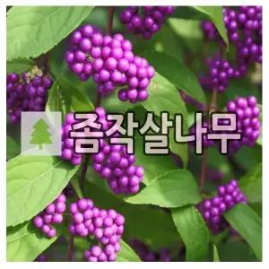 좀작살나무 묘목 120cm 분묘 3개