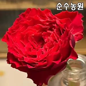 티앤랑로즈 장미 묘목, 플라잉파이어 15cm사각화분 1개 /사계 장미
