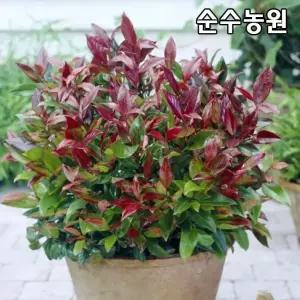 신품종 바위남천(제블리드) 나무 묘목 7치포트 1개/스위치 아이비/상록활엽수
