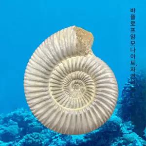 암모나이트 화석 표본 관찰용 과학 실물 학습용 고생물