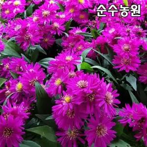 아스타 모종, 색상랜덤 5치포트 1개/야생화/다년초