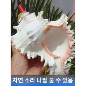 나각 뿔나팔 소라 트럼펫 관악기 달팽이 호루라기 고동