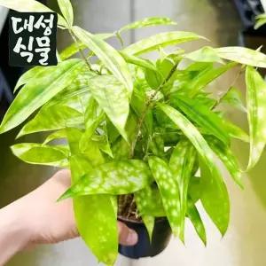 [RIZPICK]드라세나 수르쿨로사 골든더스트