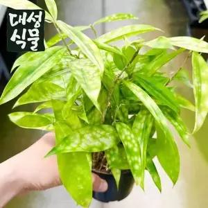 드라세나 수르쿨로사 골든더스트