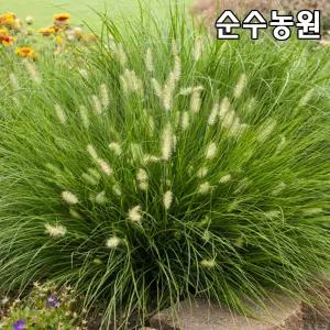 수크렁 모종, 리틀버니 포트 20개/수크령/그라스/다년초/가을꽃